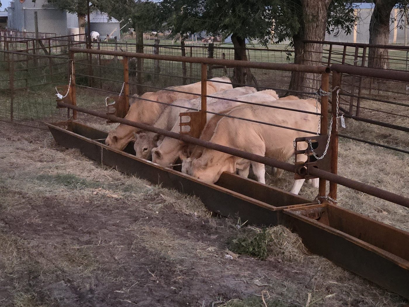 Evans Ranch cattle on feed